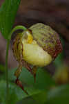 Kentuckey lady's slipper